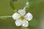 Yellowleaf hawthorn